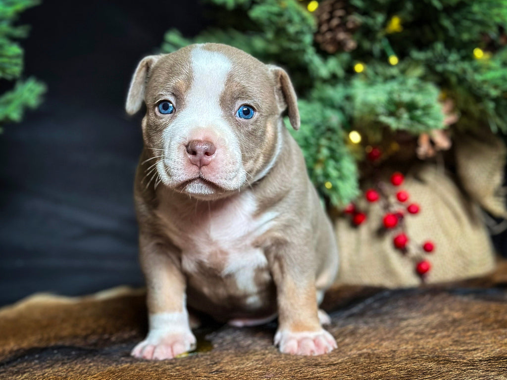 Pocket Bully Puppies for Sale – Reserve a Venomline Pocket Bully | Pocket & Micro American Bully | Venomline | West Palm Beach FL