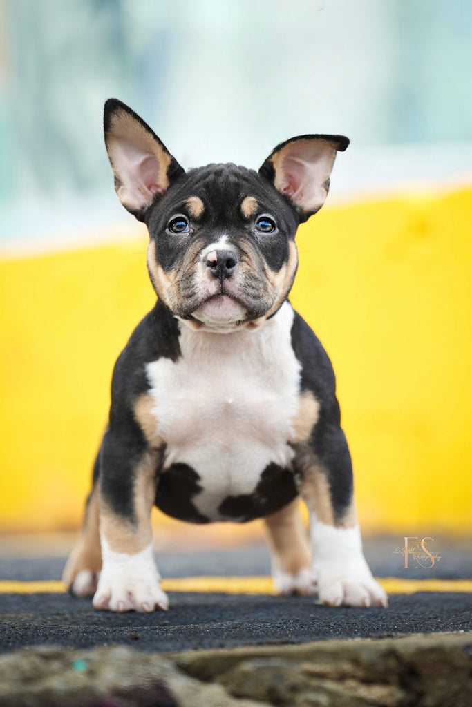 Pocket Bully Puppies for Sale – Reserve a Venomline Pocket Bully | Pocket & Micro American Bully | Venomline | West Palm Beach FL