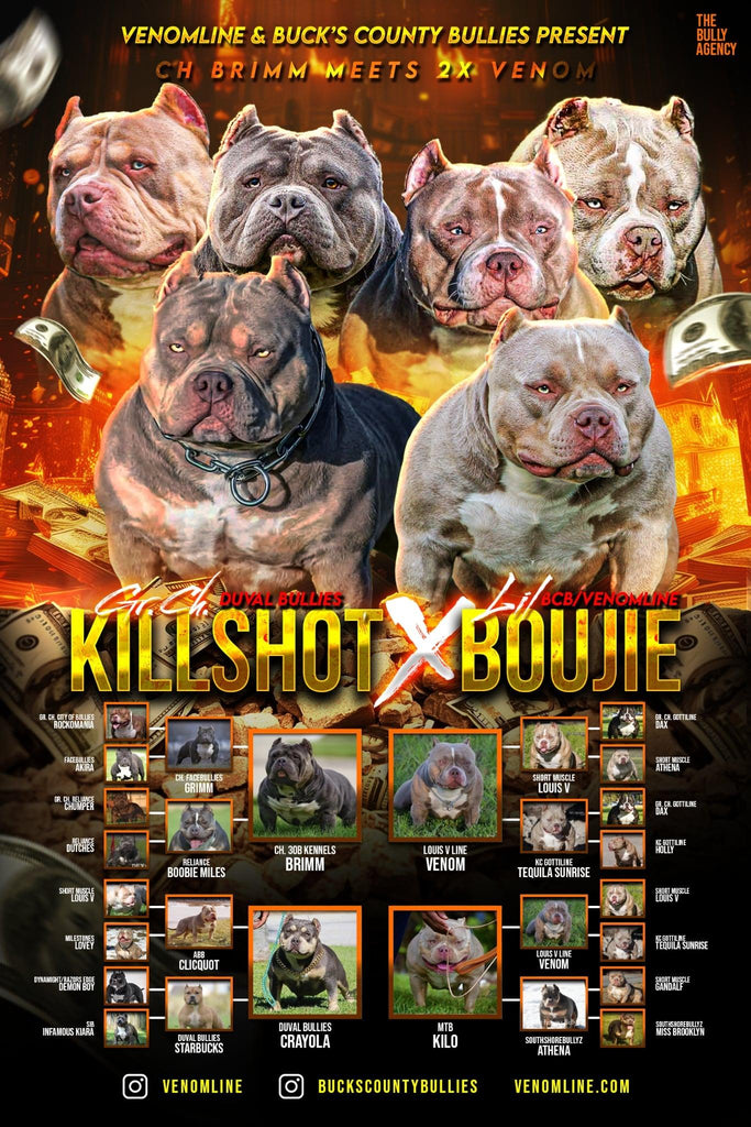 Venomline King Koopa × BBB’s Moonrock breeding – 2X Venom meets 2X Rocko Pocket Bully puppies for sale – elite American Bully stud service worldwide