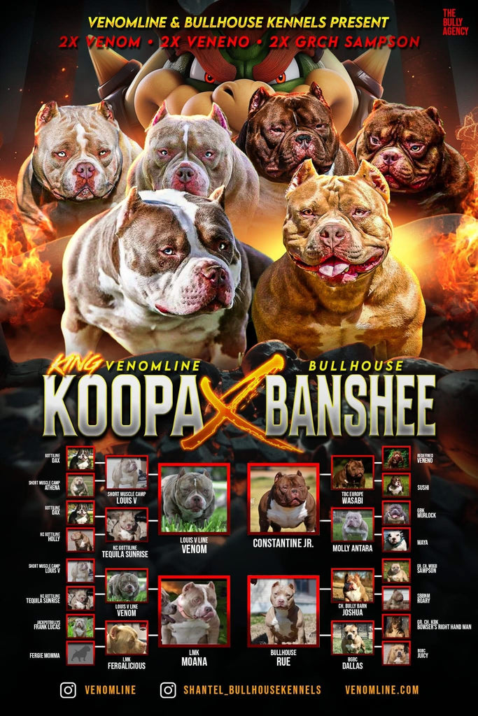 Venomline King Koopa × Bullhouse Banshee Pocket Bully breeding – 2X Venom, 2X Veneno, 2X GrCh Sampson bloodline American Bully puppies for sale – elite pedigree and proven producers
