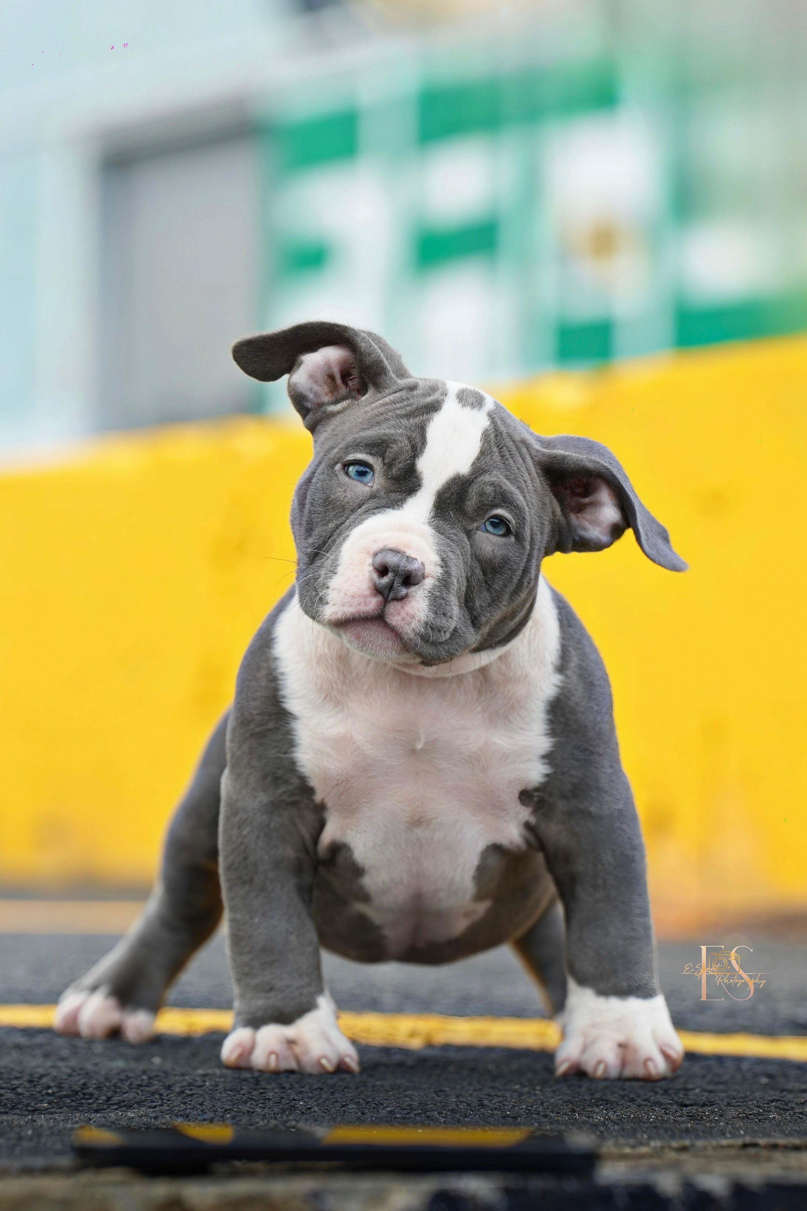 Pocket Bully Puppies for Sale – Reserve a Venomline Pocket Bully | Pocket & Micro American Bully | Venomline | West Palm Beach FL