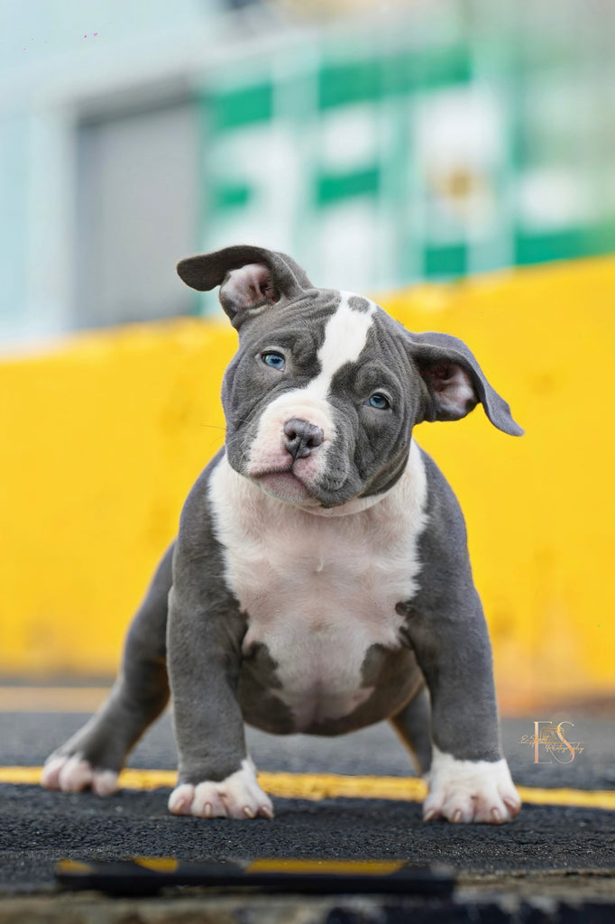 Pocket Bully Puppies for Sale – Reserve a Venomline Pocket Bully | Pocket & Micro American Bully | Venomline | West Palm Beach FL