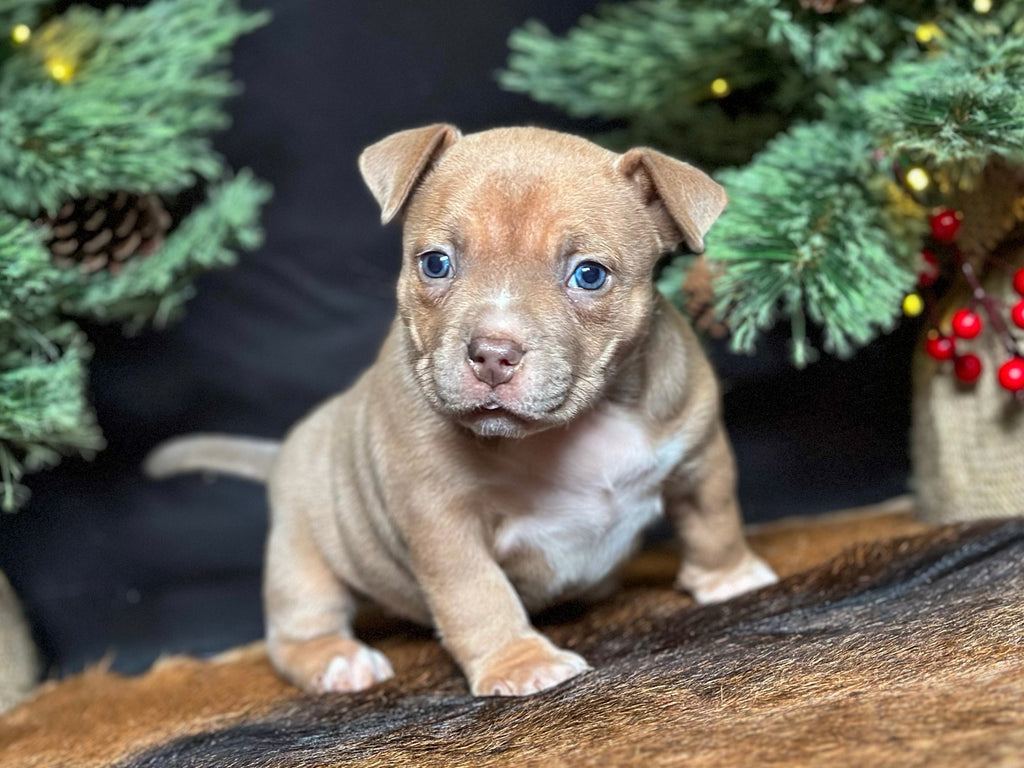 Pocket Bully Puppies for Sale – Reserve a Venomline Pocket Bully | Pocket & Micro American Bully | Venomline | West Palm Beach FL