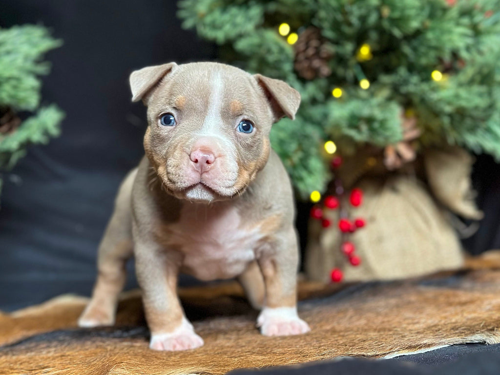 Pocket Bully Puppies for Sale – Reserve a Venomline Pocket Bully | Pocket & Micro American Bully | Venomline | West Palm Beach FL