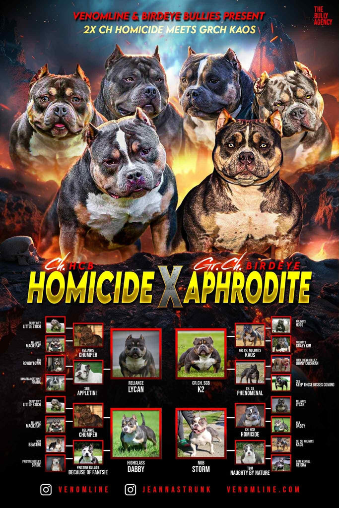 Champion Homicide × Grand Champion Aphrodite – Pocket Bully breeding 2025 – American Bully puppies with proven ABKC Champion bloodlines