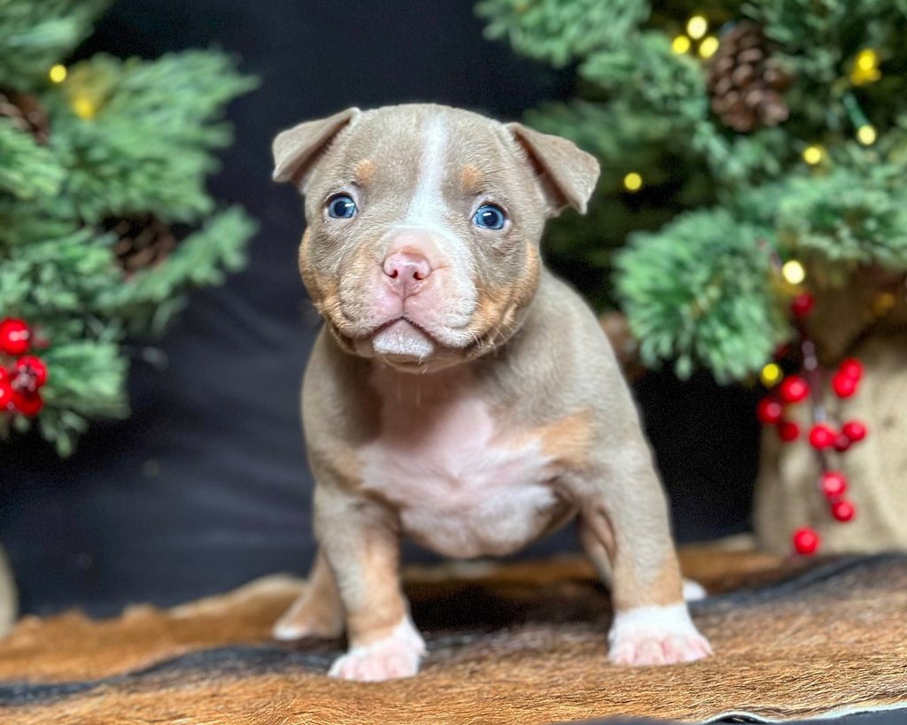 Pocket Bully Puppies for Sale – Reserve a Venomline Pocket Bully | Pocket & Micro American Bully | Venomline | West Palm Beach FL
