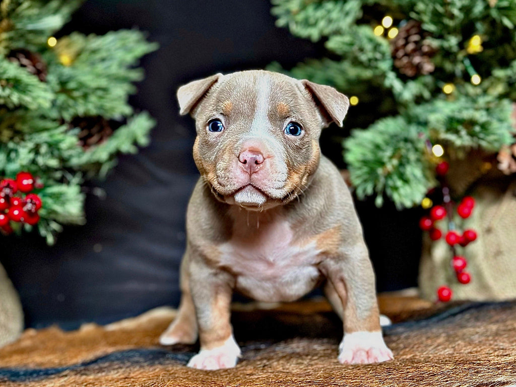 Pocket Bully Puppies for Sale – Reserve a Venomline Pocket Bully | Pocket & Micro American Bully | Venomline | West Palm Beach FL