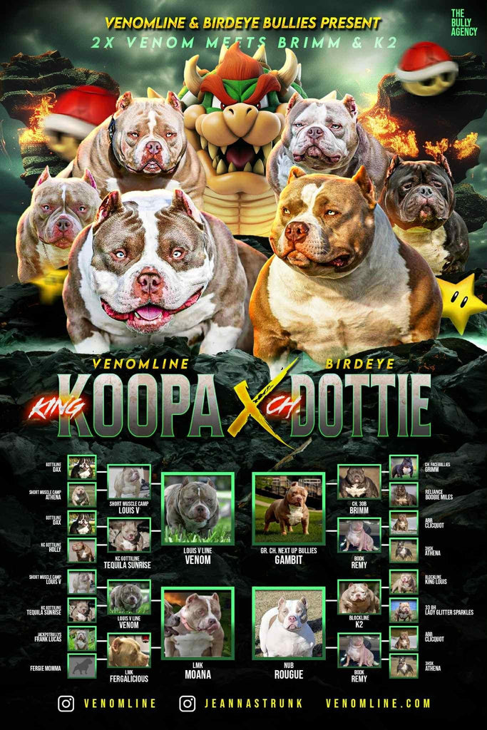 Venomline King Koopa × Champion Dottie Pocket Bully breeding – 2X Venom meets Brimm and K2, upcoming American Bully puppies for sale from elite bloodline