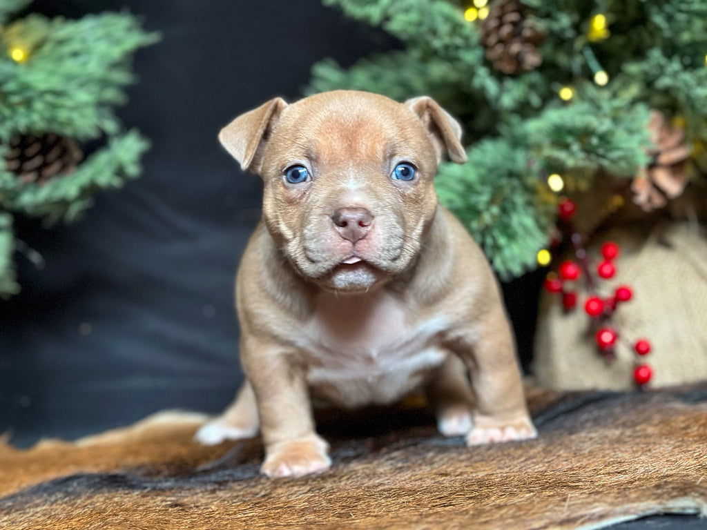 Pocket Bully Puppies for Sale – Reserve a Venomline Pocket Bully | Pocket & Micro American Bully | Venomline | West Palm Beach FL