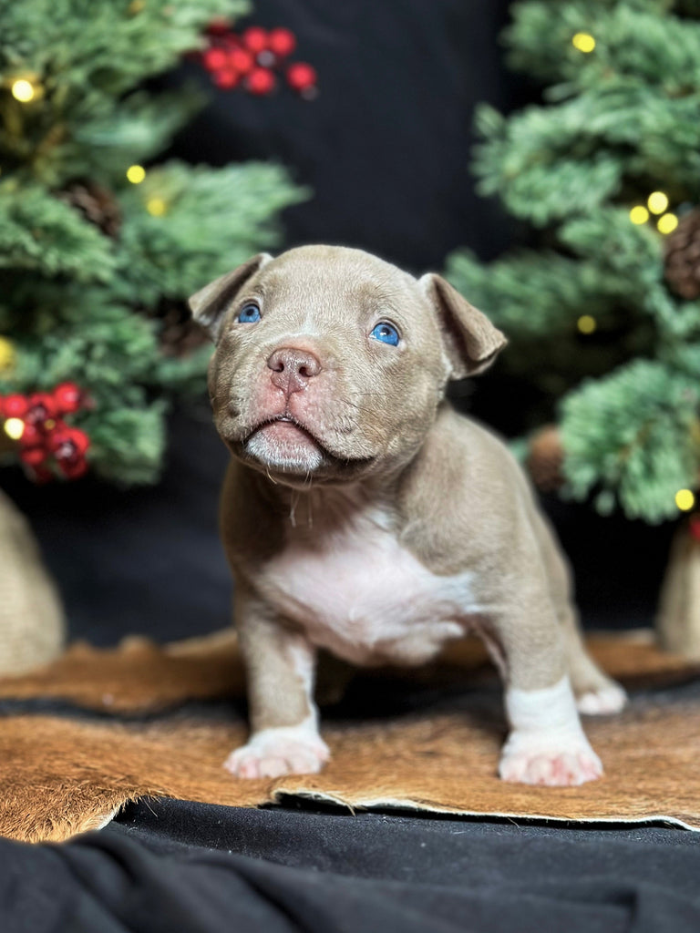 Pocket Bully Puppies for Sale – Reserve a Venomline Pocket Bully | Pocket & Micro American Bully | Venomline | West Palm Beach FL