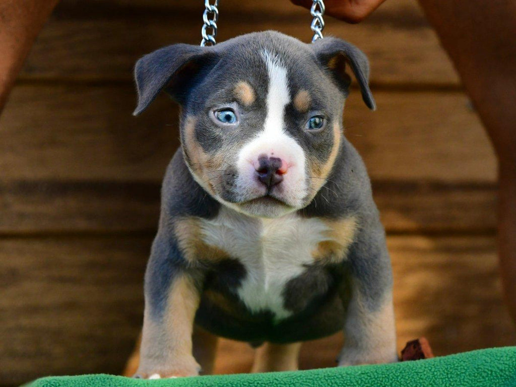 Pocket Bully Puppies for Sale – Reserve a Venomline Pocket Bully | Pocket & Micro American Bully | Venomline | West Palm Beach FL