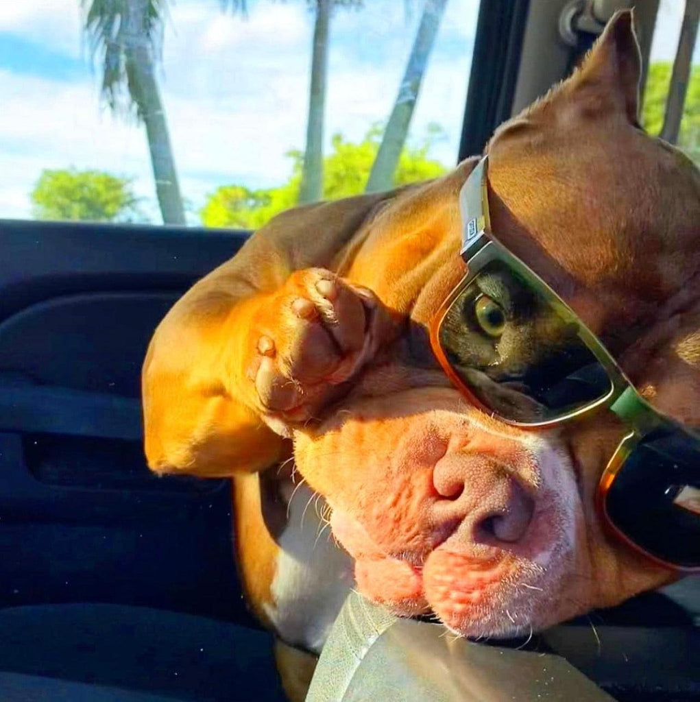 Venomline Pocket Bully King V in sunglasses in the car with palm trees in the background — muscular American Bully showing playful temperament and family companion vibe.
