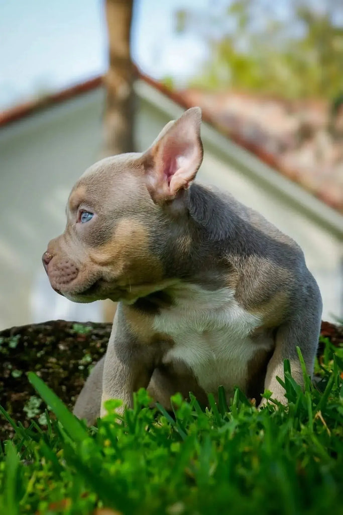 Quality Micro Bully puppy 2025 – Venomline bred American Bully with correct structure, short build, and perfect headpiece