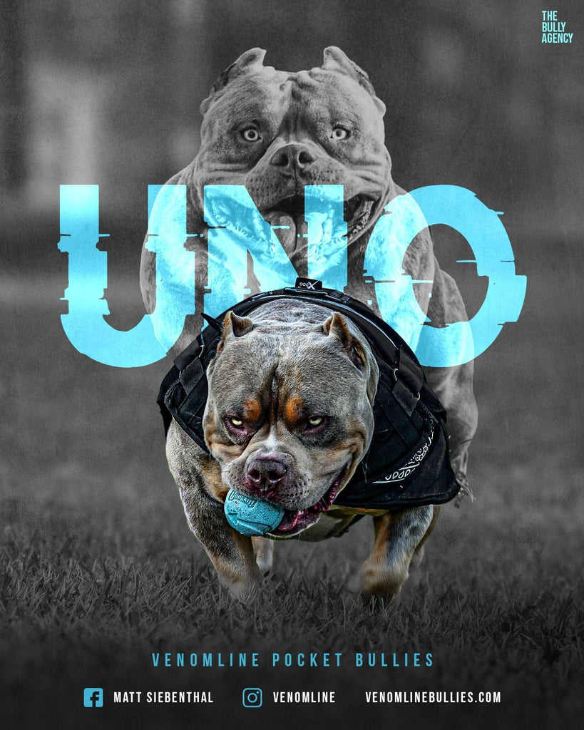 UNO Pocket Bully Stud Credit | Paid In Full Discount | Pocket & Micro American Bully | Venomline | West Palm Beach FL