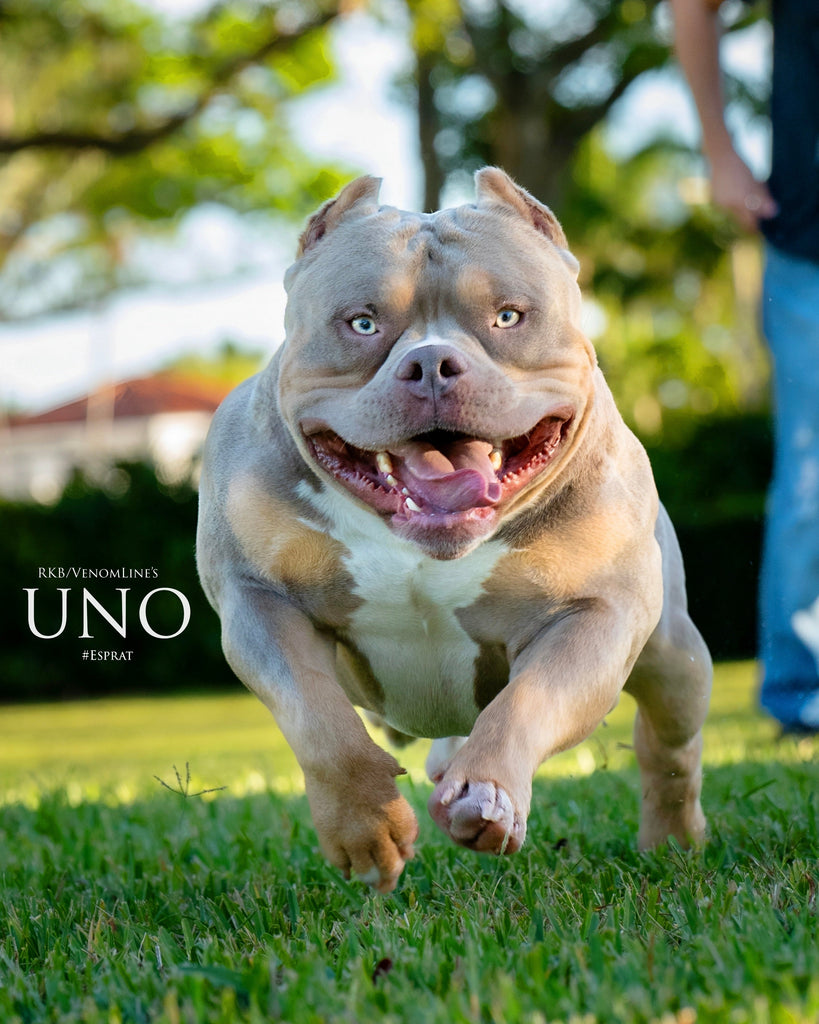 UNO Pocket Bully Stud (Lilac Tri) — American Bully Stud Service | Pocket & Micro American Bully | Venomline | West Palm Beach FL