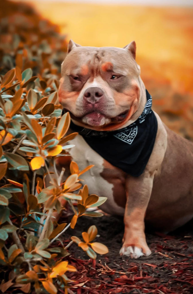 UNO Pocket Bully Stud (Lilac Tri) — American Bully Stud Service | Pocket & Micro American Bully | Venomline | West Palm Beach FL