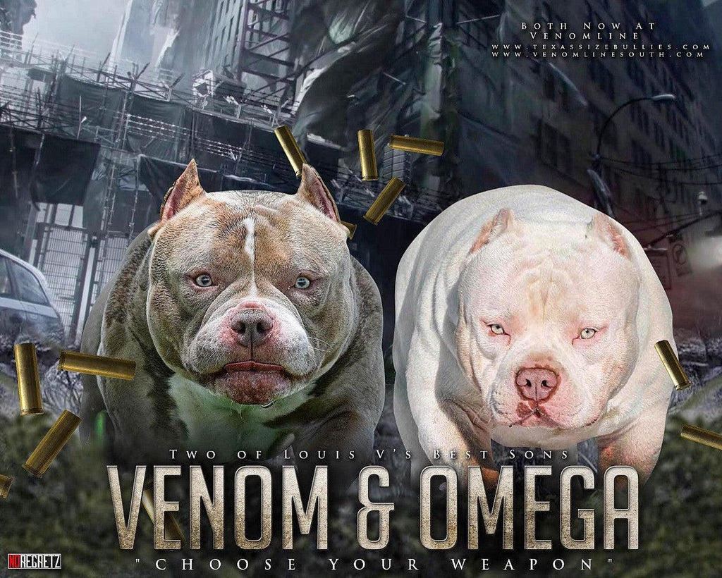 Louis V Line’s Venom and Omega — legendary Pocket Bully studs from Venomline bloodline, extreme American Bully producers with championship pedigree