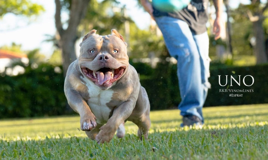 Venomline's Uno Stud Credit | Paid In Full Discount | Pocket Bully | American Bully Studs & Puppies for Sale | Venomline