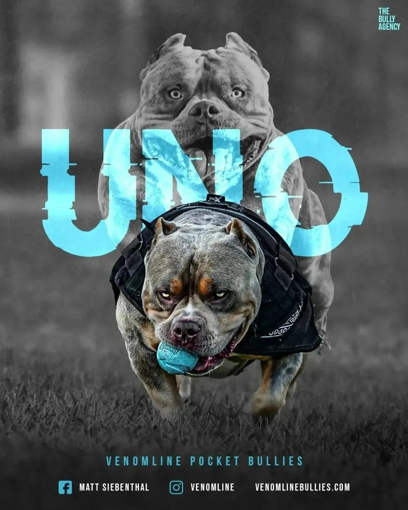 Venomline's Uno Stud Credit | Paid In Full Discount | Pocket Bully | American Bully Studs & Puppies for Sale | Venomline