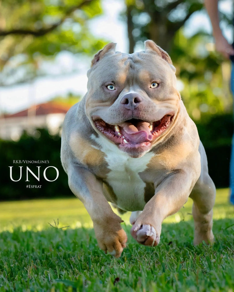 Venomline's Uno Stud Credit | Paid In Full Discount - Venomline Pocket Bully Breeders